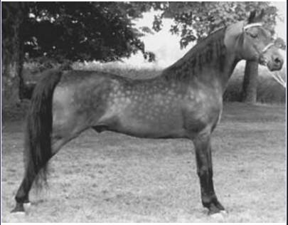 Talstar